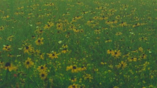 Mountain Wildflowers Bild 1