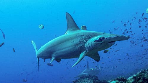 Shark Side of the Moon Bild 8