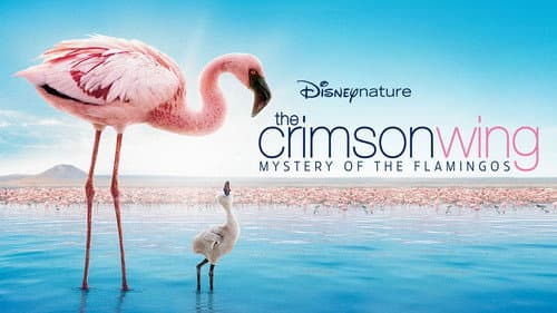 Auf purpurnen Schwingen: Das Geheimnis der Flamingos Bild 2