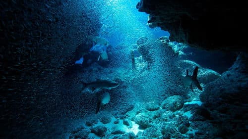 Atlantic: The Wildest Ocean on Earth Bild 3