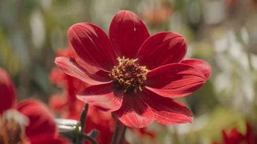 Little Trouble Girls Bild 2