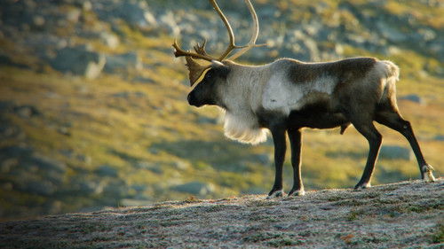 Wildes Russland Bild 4