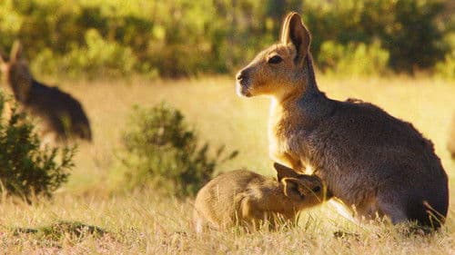 Wild Argentina Bild 6