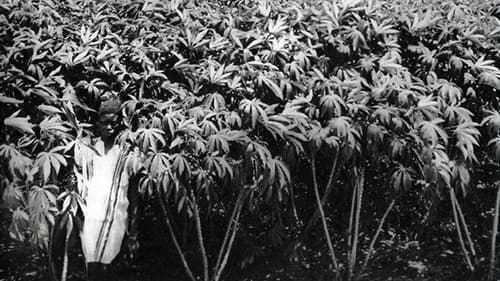 Paysans Noirs Bild 1