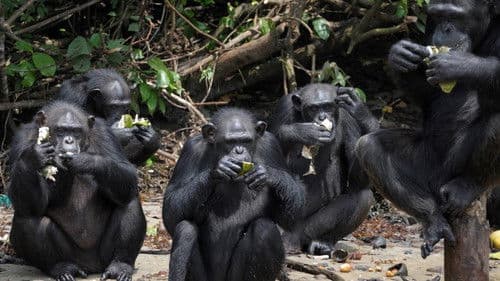 The Real Apes of the Planet Bild 2