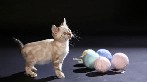 Die geheime Welt unserer Katzen Bild 4