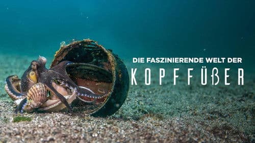 Die faszinierende Welt der Kopffüßer Bild 2