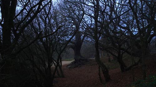 Sideworld: Haunted Forests of England Bild 2