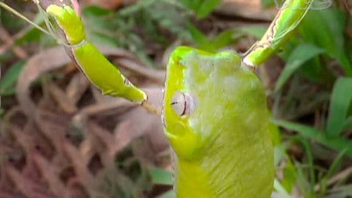 Tripping on Hallucinogenic Frogs Bild 1