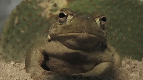 Deep Toad Bild 5