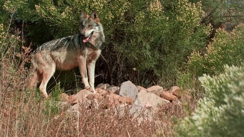 Lobo Mexicano Bild 2
