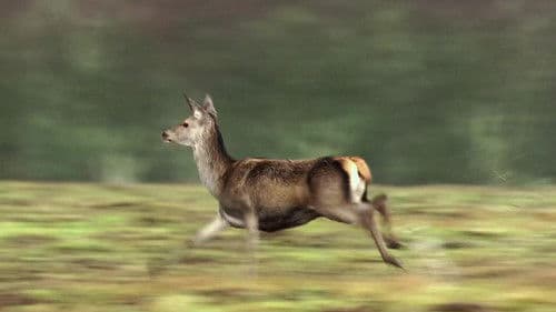 Nature's Palace Bild 2