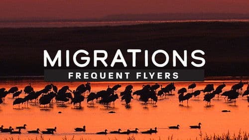 Migrations: Frequent Flyers Bild 2