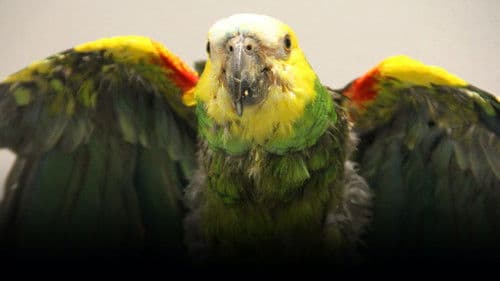 Dr. T, Lone Star Vet Bild 8