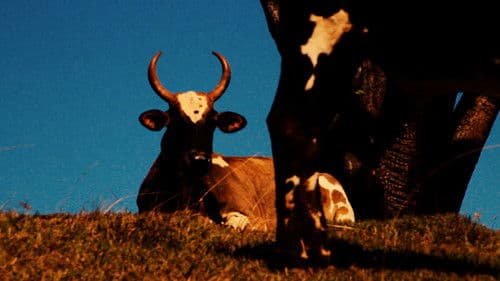 República das Saúvas Bild 3