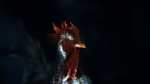 Rooster Road Bild 1