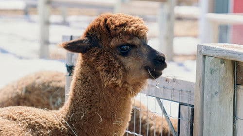 Eine zauberhafte Winterromanze Bild 7