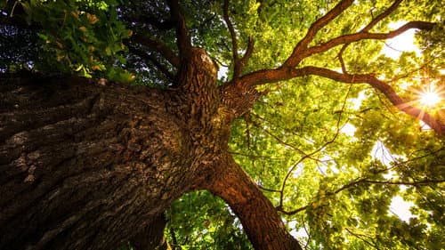 The Secret Life of Trees Bild 1