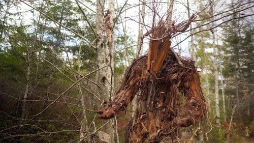 The Stickman's Hollow Bild 1