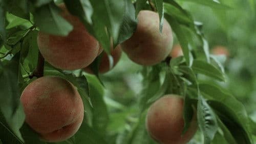 百万円と苦虫女 Bild 5