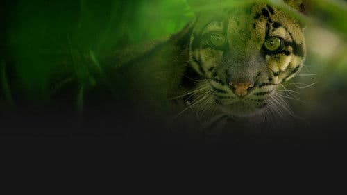 Indiens verborgene Großkatzen Bild 2