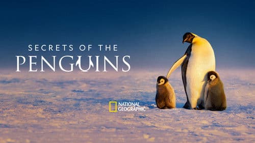 Die geheimnisvolle Welt der Pinguine Bild 3