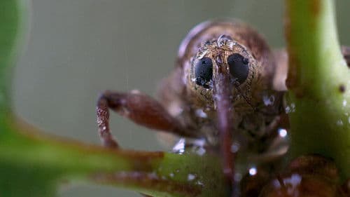 Die Eiche - Mein Zuhause Bild 5