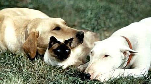 Die unglaubliche Reise Bild 3