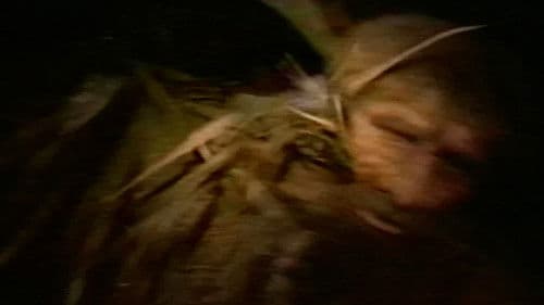 Jacaranda Joe Bild 1