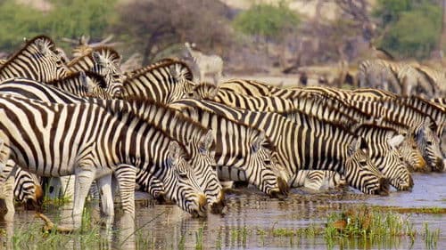 Faszination Afrika Bild 1