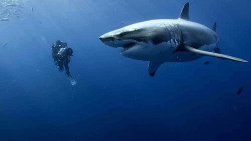 Unsere Ozeane Bild 4