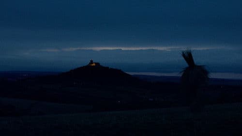 Die Amsel auf dem Ast Bild 2