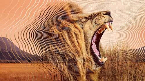 Die geheime Welt der Klänge mit David Attenborough Bild 4