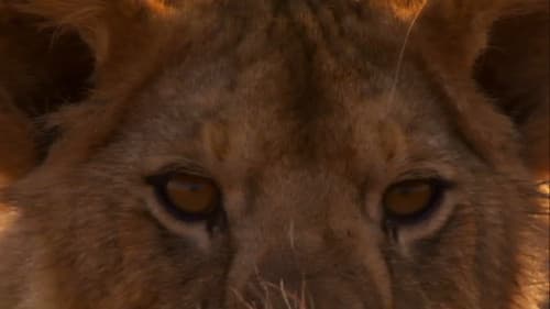 Lion Battle Zone Bild 4