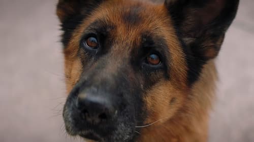 Ein Hund namens Palma Bild 5