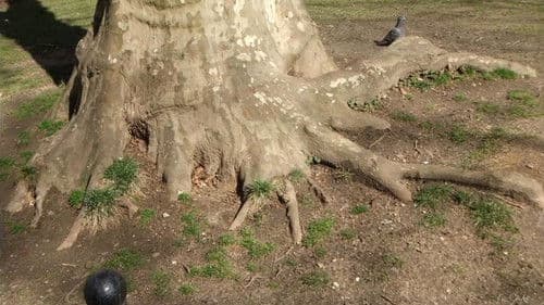 Roots of Manhattan Bild 1