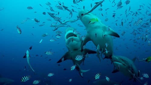 Das Great Barrier Reef - Schatzkiste der Natur Bild 3