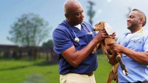 Critter Fixers: Country Vets Bild 5