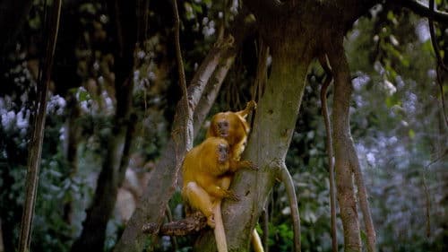 Tropical Rainforest Bild 2