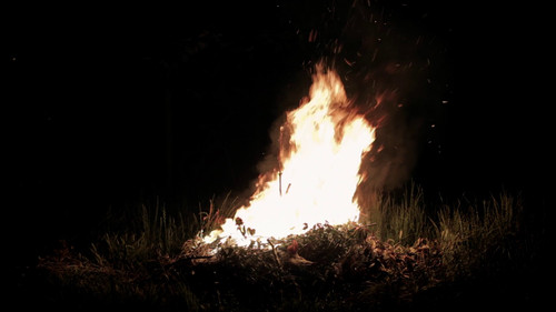 José Combustão dos Porcos Bild 3