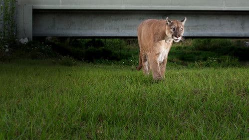 Die Rückkehr des Pumas Bild 2