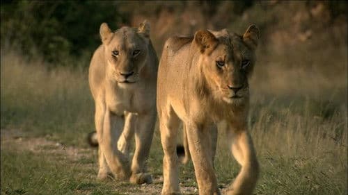 The White Lions Bild 4