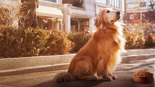 도그데이즈 Bild 7