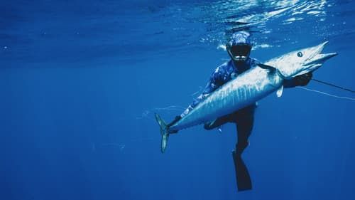 Hai vs. Thunfisch Bild 6