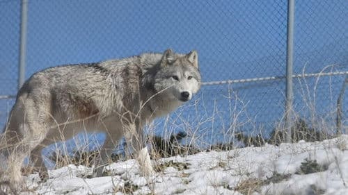 The First Canines Bild 2