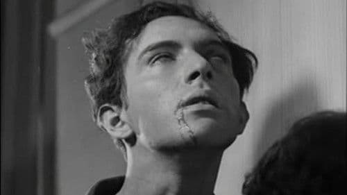 Ein andalusischer Hund Bild 6