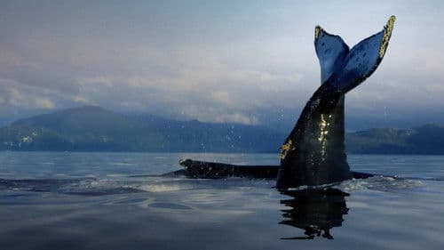 Der Humboldtstrom Bild 2