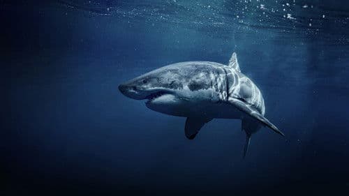 50 Shades of Sharks Bild 1