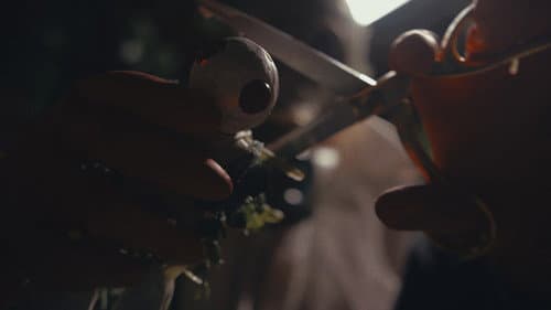 The Plant Boy Bild 2