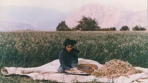 Derakhte Golabi Bild 1